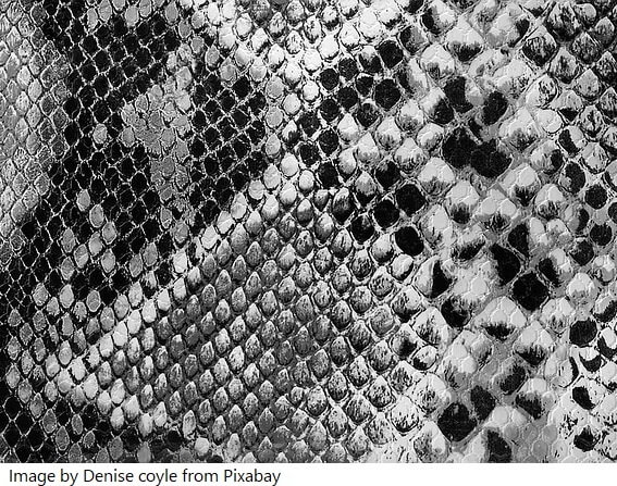 snake animal prints